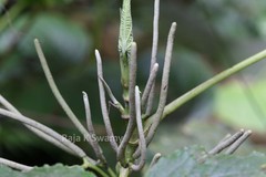 Lepianthes umbellata